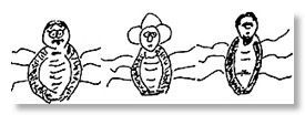 1.Bedbugs copy
