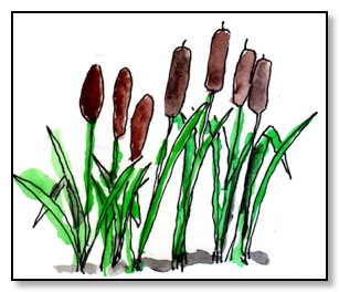 cattails3