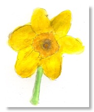 daffodil