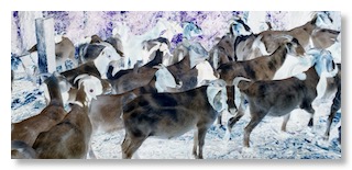 Goats2JPG copy
