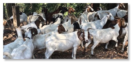 GoatsJPG copy