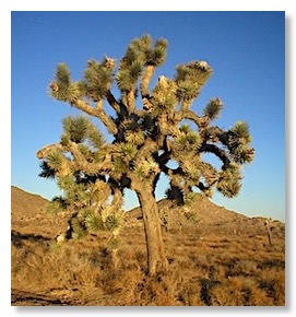 Joshua Tree