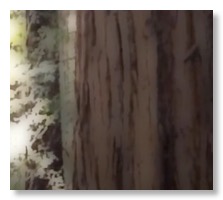 Redwoods