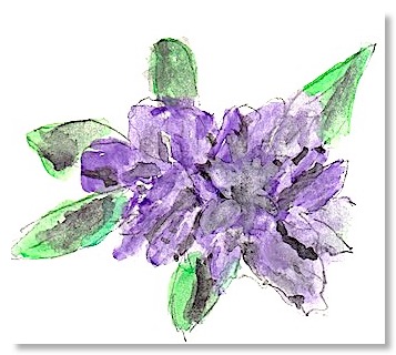 Rhodedendrum