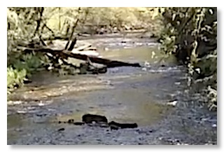 Whitaker Creek