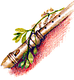 recorder